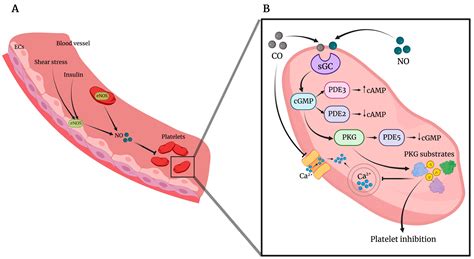 Platelets and Cardioprotection: The Role of Nitric Oxide and Carbon Oxide