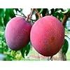 ORIGINAL JAPANESE MIYAZAKI MANGOGrafted hybrid Healthy Live plant,Pack ...