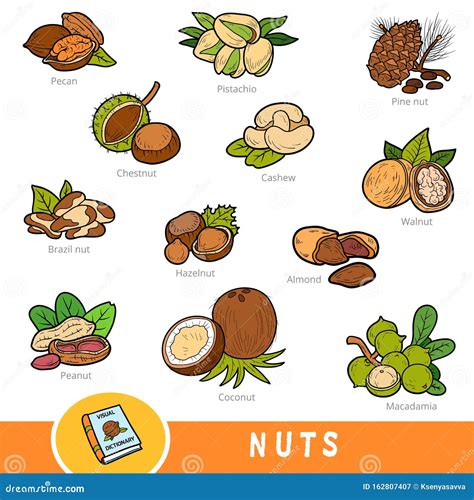 Conjunto De Colores De Nueces, Colección De Elementos Naturales Con ...