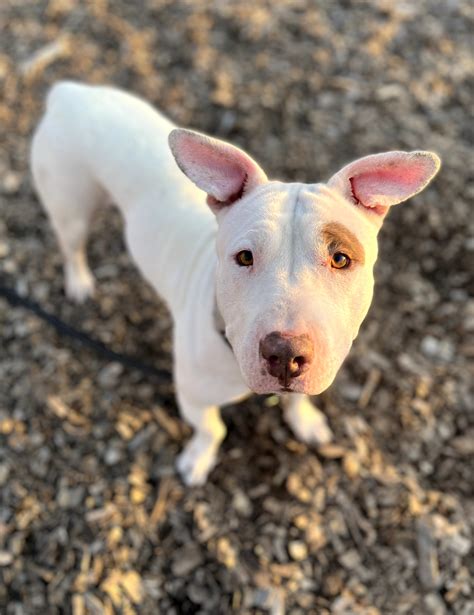 Mini Bull Terrier Mix
