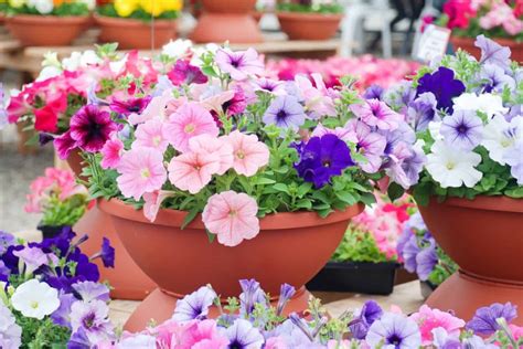 Petunia Meaning: What Makes Petunias So Special
