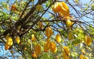 Chalisa Star Fruit, Carambola Seed Price in India - Buy Chalisa Star ...