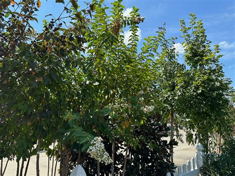 The Hanover Plant Farm Nursery and Garden Center – Hanover Vegetable Farm