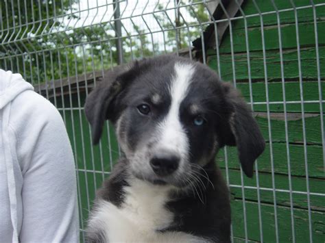 Süßer Husky Mischling in Schmalkalden | Tiere | Kleinanzeigen