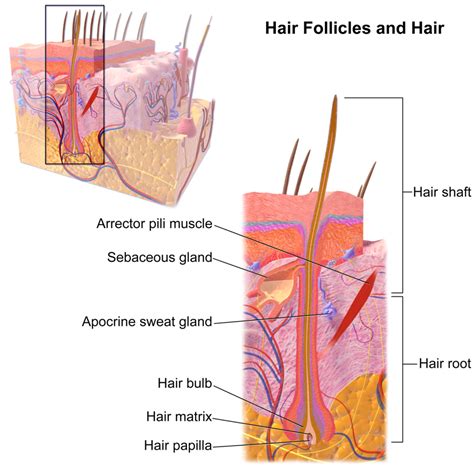 Maintaining Healthy Hair Follicle Function - Toppik Hair Blog – Toppik.com