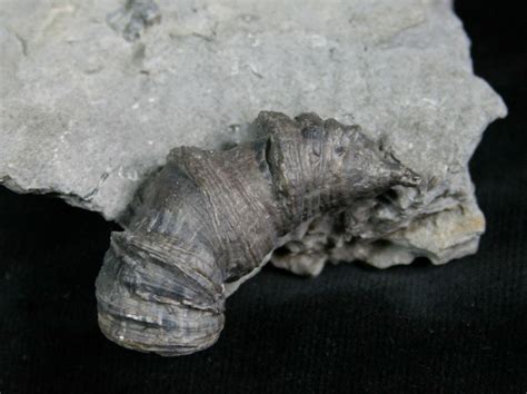 Horn Coral, Devonian Aged From New York (#5760) For Sale - FossilEra.com