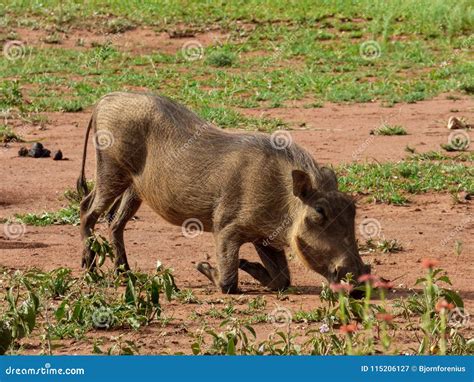 Warthogs Eat Grass on the Savannah Stock Image - Image of game, mammal ...