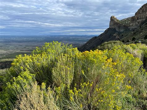 Local News Example 的图像结果