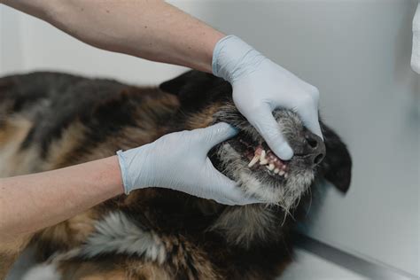 How can I get rid of my dog's bad breath? | Furs Theory