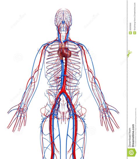 Image result for Cardiovascular System Drawing Easy