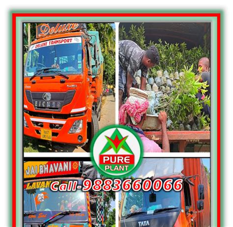 PURE PLANT NURSERY: Welcome to Pure Plant Nursery (Official) Website ...