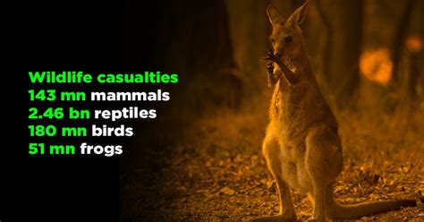 Australian Bushfires Caused Massive Damage To Wildlife And The Impact ...