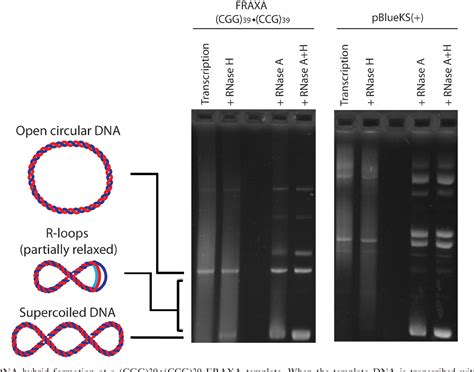 Image result for R-loop