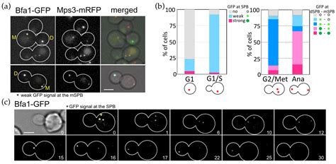 SIN-Like Pathway Kinases Regulate the End of Mitosis in the ...