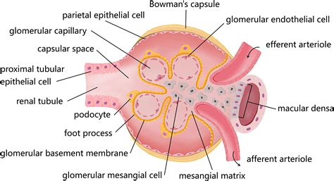 Frontiers | Autophagy and its therapeutic potential in diabetic nephropathy