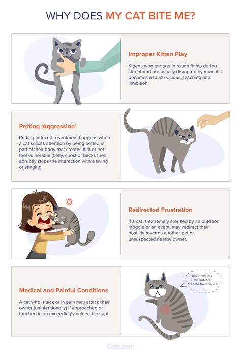 Why Does My Cat Bite Me