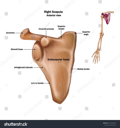 365 Coracoid process: immagini, foto stock e grafica vettoriale | Shutterstock