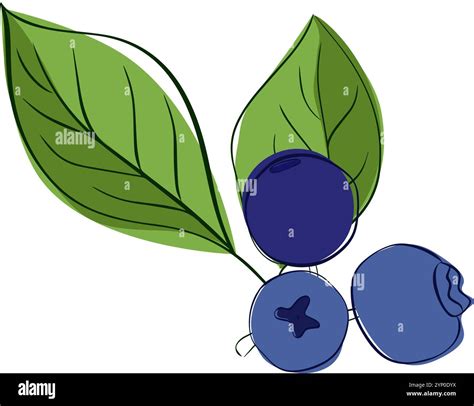 Fresh blueberries vector clip art and illustration, simple graphic line ...