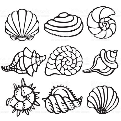 Sea shells icon set black lines isolated on a white background ...