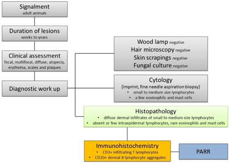 Feline and Canine Cutaneous Lymphocytosis: Reactive Process or Indolent ...