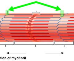 Image result for Muscle Fiber Z-Line