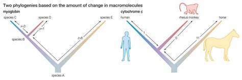 Image result for Macroevolution Fossils