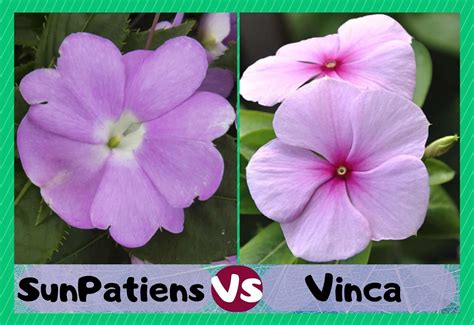 SunPatiens vs Vinca - Which One To Grow? - Farmer Grows