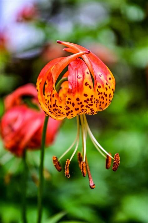 40 North Carolina Native Flowers and Wildflowers to Admire - Petal Republic