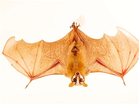 Flying Mammals List