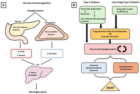 Role of the Adrenal Medulla in Hypoglycaemia-Associated Autonomic ...