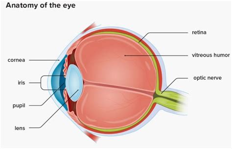 Image result for Eye Floaters Under Microscope