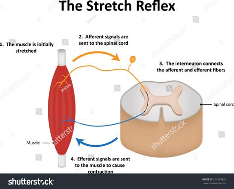 Muscle Spindle Stretch Reflex 的图像结果