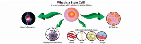 Stem Cell Treatment In India, Stem Cell Therapy Hospital Cost