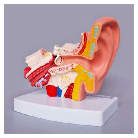 Buy Anatomy Model, Model of Human Organ Human Ear Model, Human Ear ...
