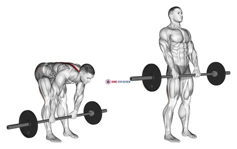 Dumbbell Barbell Deadlifts at Karen Spaulding blog