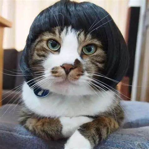 Glamourpuss Cat Wigs