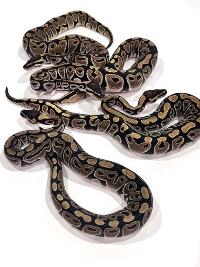 Image result for Desert Ghost Axanthic Ball Python