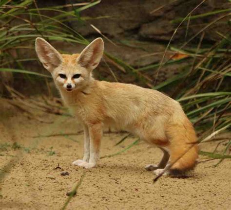 Fennec Fox Extinction 的图像结果