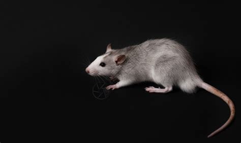 老鼠舔幼崽 老鼠洗了他的孩子 库存图片. 图片 包括有 结转, 哺乳动物, 愉快, 诞生, 母性, 背部 - 151638511