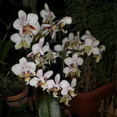 Phalaenopsis stuartiana var. punctatissima spp. – EXOTICA ORCHIDS
