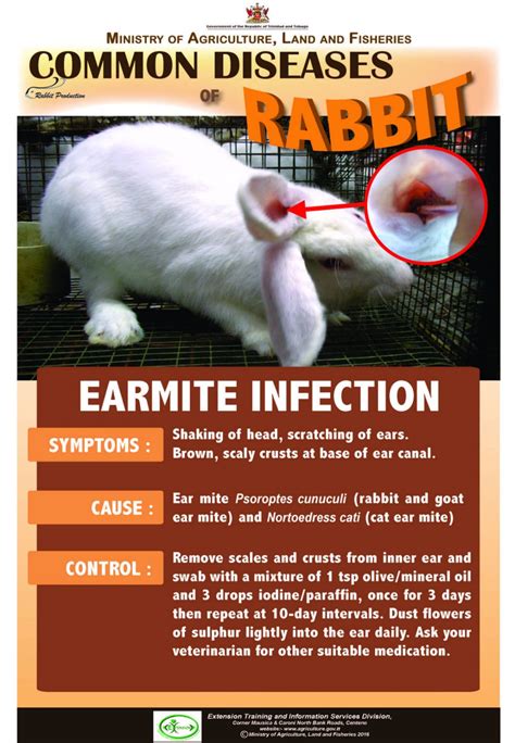 8-Common-diseases-of-rabbits – SOREHOCKS - Ministry of Agriculture, Land and Fisheries