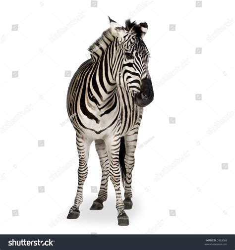 Image result for Zebra Front View