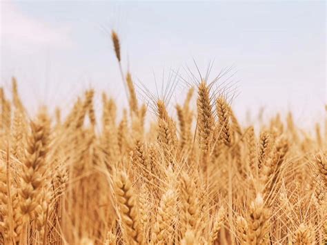 今年河南小麦怎么种？有哪些推荐的好品种？刚刚发布，快看！_利用