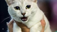 cat breed 13 rarest cat breeds cat breed 13 rarest cat breeds