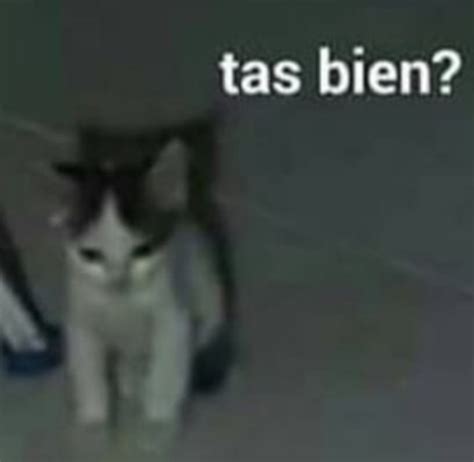 Gato con mensaje ¿Tas bien?