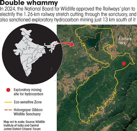 Hoolock Gibbon's Survival Threatened by Mining and Railway ...