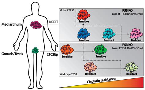 The Role of TP53 in Cisplatin Resistance in Mediastinal and Testicular ...