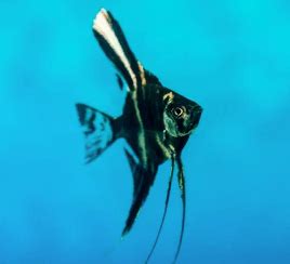 Marbel Angel Fish 3 inches | FRESHWATERAQUATICA