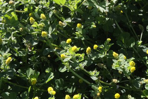 Yellow Flower In Clover Free Stock Photo - Public Domain Pictures