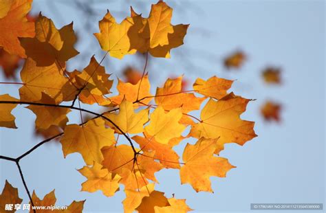 秋季漂亮黄色树叶高清图片下载_红动中国